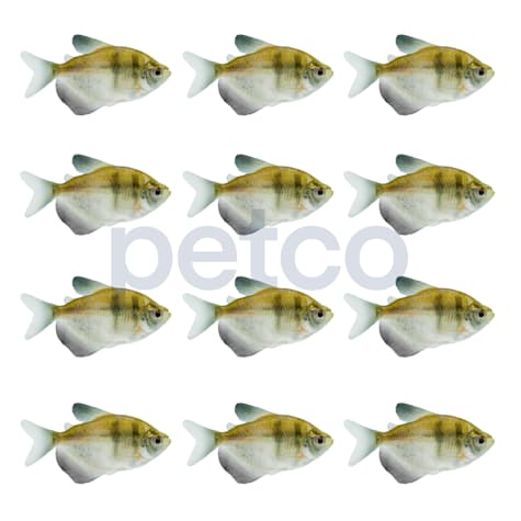 Black Skirt Tetra