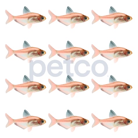 Red Minor Serpae Tetra