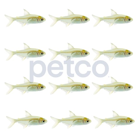 Lemon Tetra