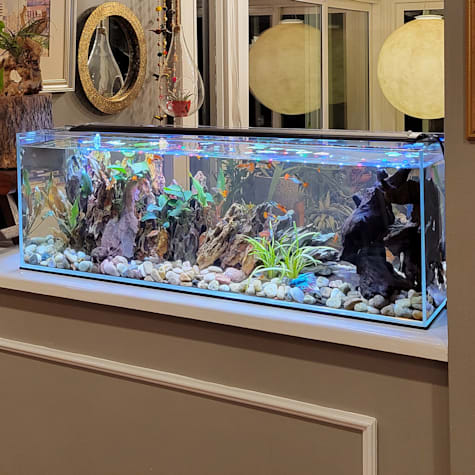Lifegard Aquatics Ultra Low Iron Glass Bookshelf Aquarium