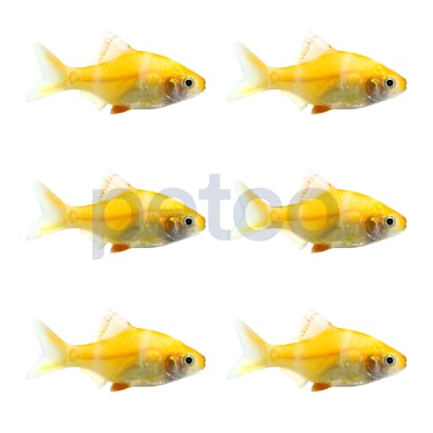 Albino Tiger Barb