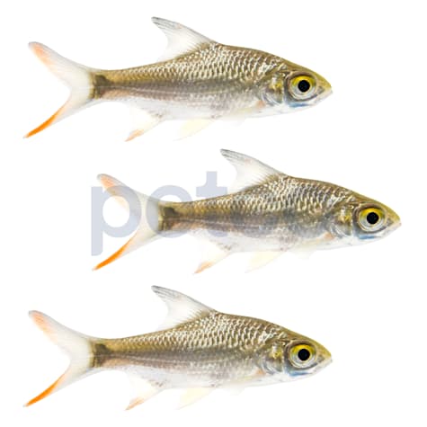 Tin Foil Barb