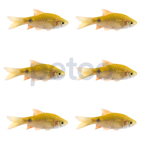 Neon Rosy Barb