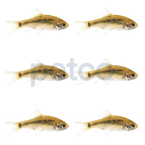 Chinese Gold Barb