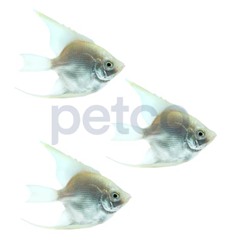 Platinum Angelfish