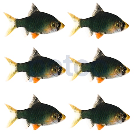 Green Tiger Barb
