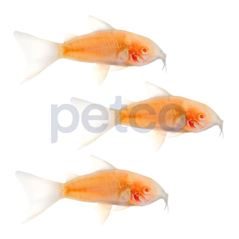 Albino Cory Catfish