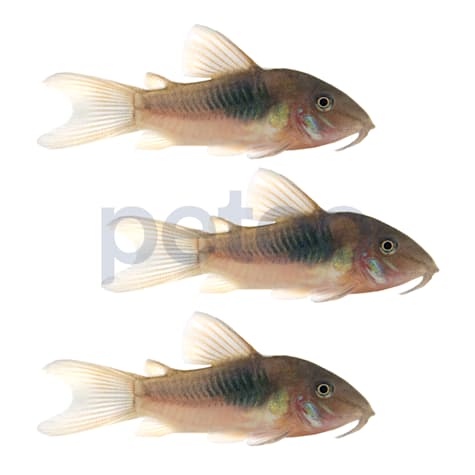 Bronze Cory Catfish