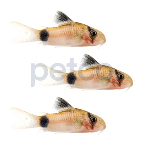 Panda Cory Catfish