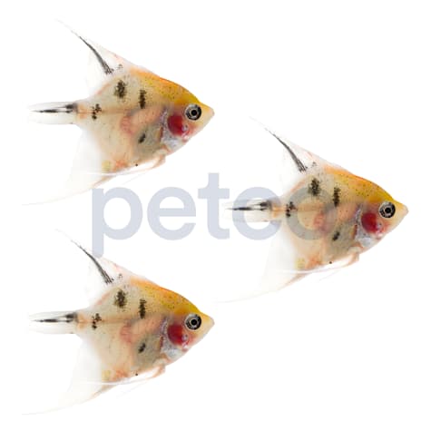 Panda Angelfish