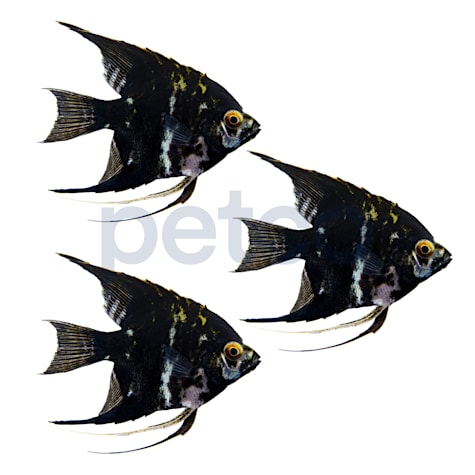 Black Angelfish