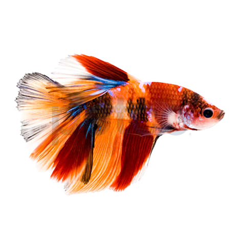 Male Tangerine Koi Betta