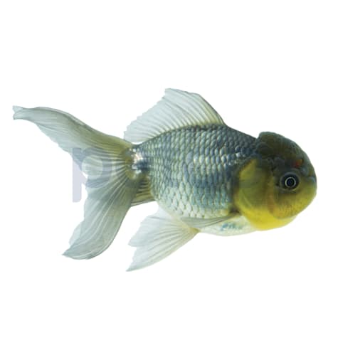 Blue Oranda Goldfish