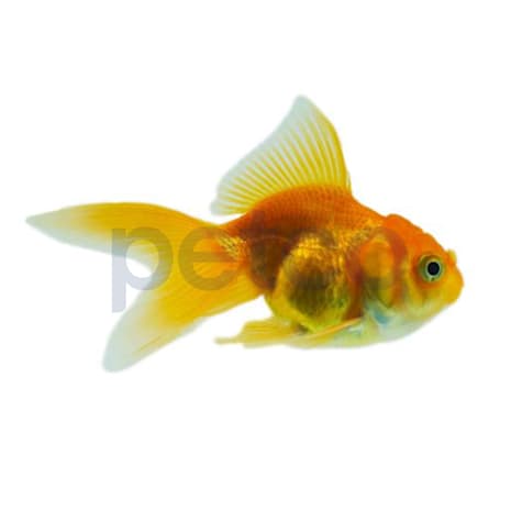 Red Oranda Goldfish