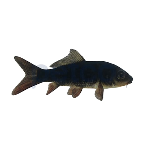 Black Koi