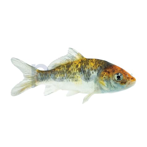 Utsuri Koi