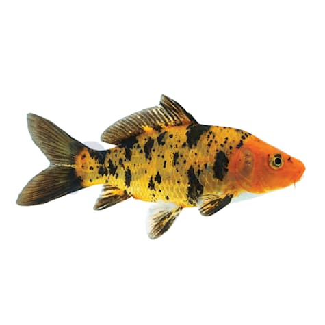 Black & Red Koi