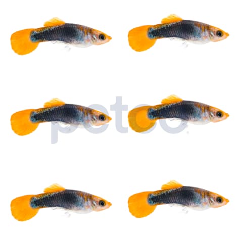 Male Red Panda Guppy (Poecilia reticulata)