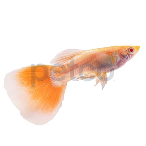 Male Red Albino Topaz Guppy (Poecilia reticulata)