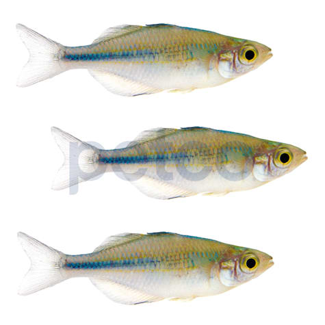 Turquiose Rainbowfish