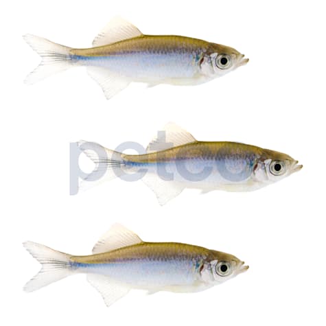 Giant Danio