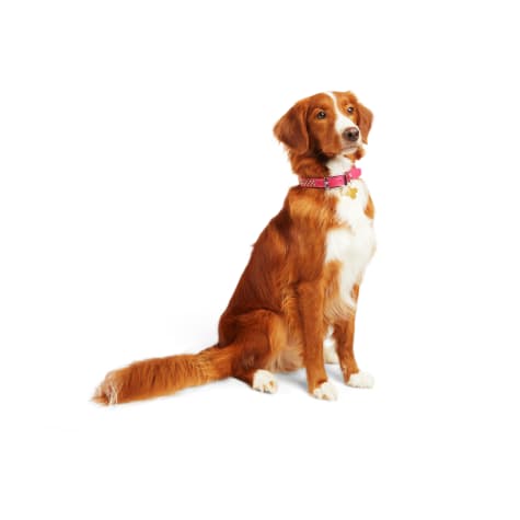 YOULY Leather Bling Pink Dog Collar