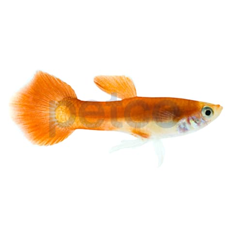 Male Red Flamingo Guppy