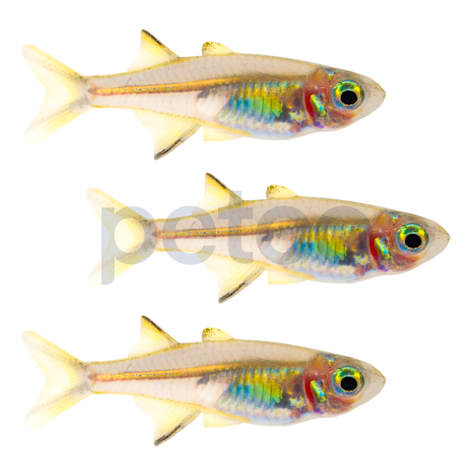 Celebes Rainbowfish