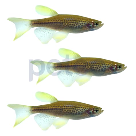 Leopard Danio