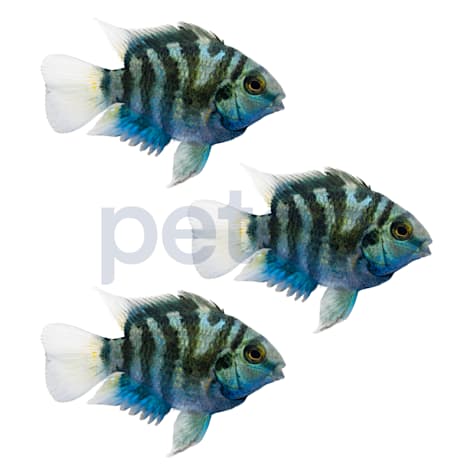 Polar Blue Parrot Cichlid