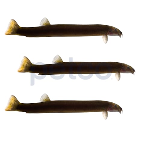 Black Kuhlii Loach