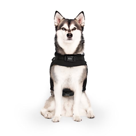 Canada Pooch Black Harness Puffer for Dogs