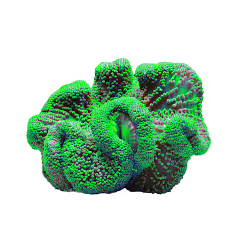Metallic Green Carpet Anemone - Large