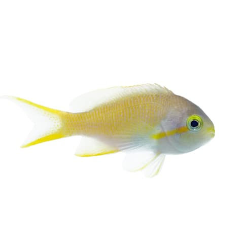 Hutchi Anthias