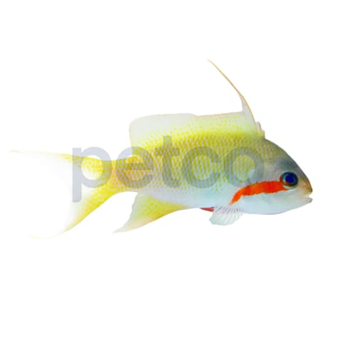 Hutchi Anthias - Male