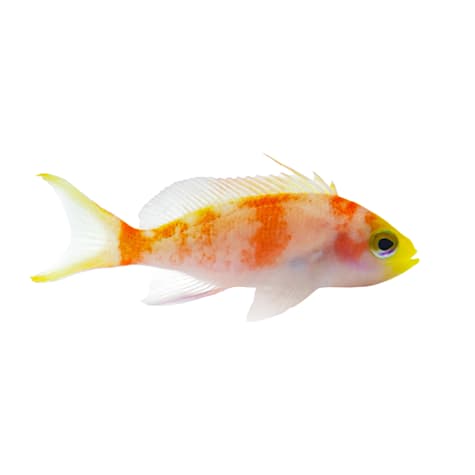 Randall's Anthias - Female (Juvenile) 1