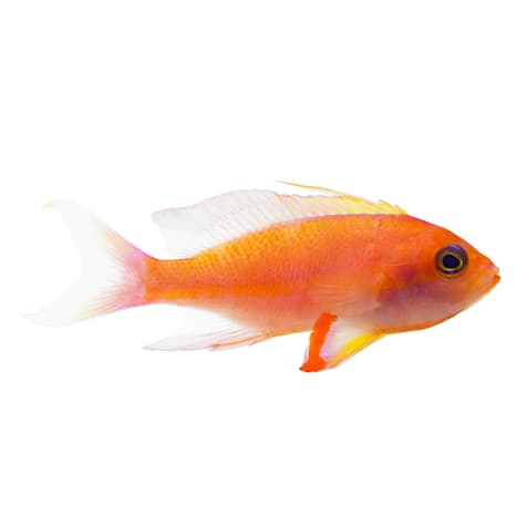 Randall's Anthias