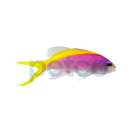 Yellowback Evansi Anthias 1