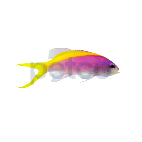 Yellowback Evansi Anthias 2