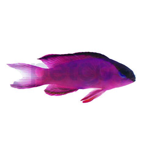 Black Cap Basslet