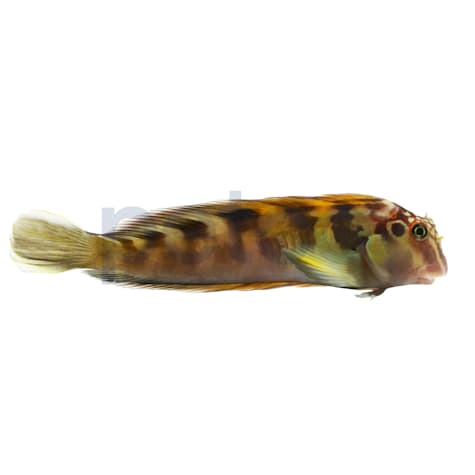Horseface Blenny 2.25