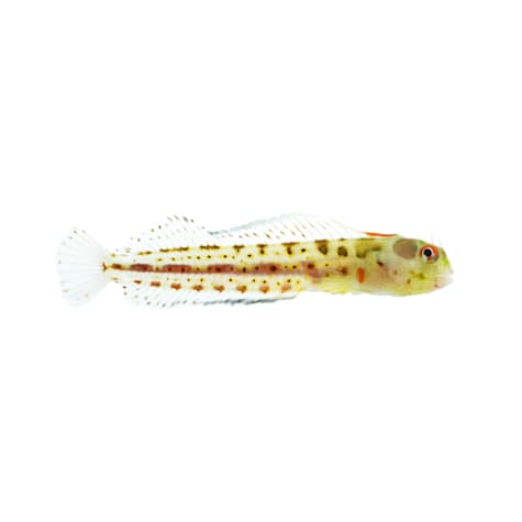 Panamic Barnacle Blenny