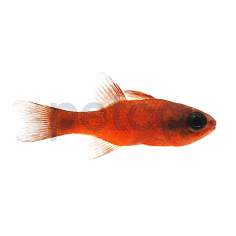 Flame Tailspot Cardinal