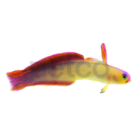 Exquisite Firefish Goby