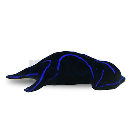 Blue Velvet Nudibranch