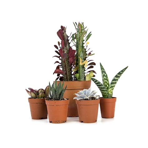 Josh's Frogs Desert Plant Kit 24x18