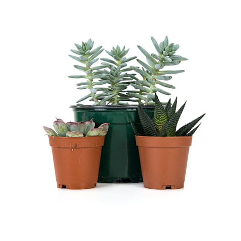 Josh's Frogs Desert Plant Kit 18x18