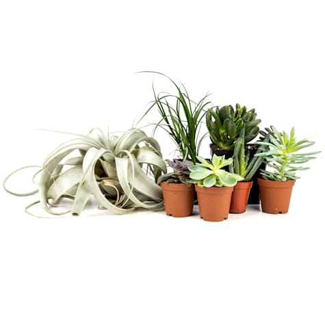 Josh's Frogs Desert Plant Kit 48x18
