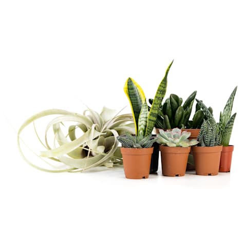 Josh's Frogs Desert Plant Kit 36x18