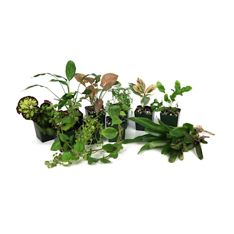 Live Tropical Plant Kit 18x18x24